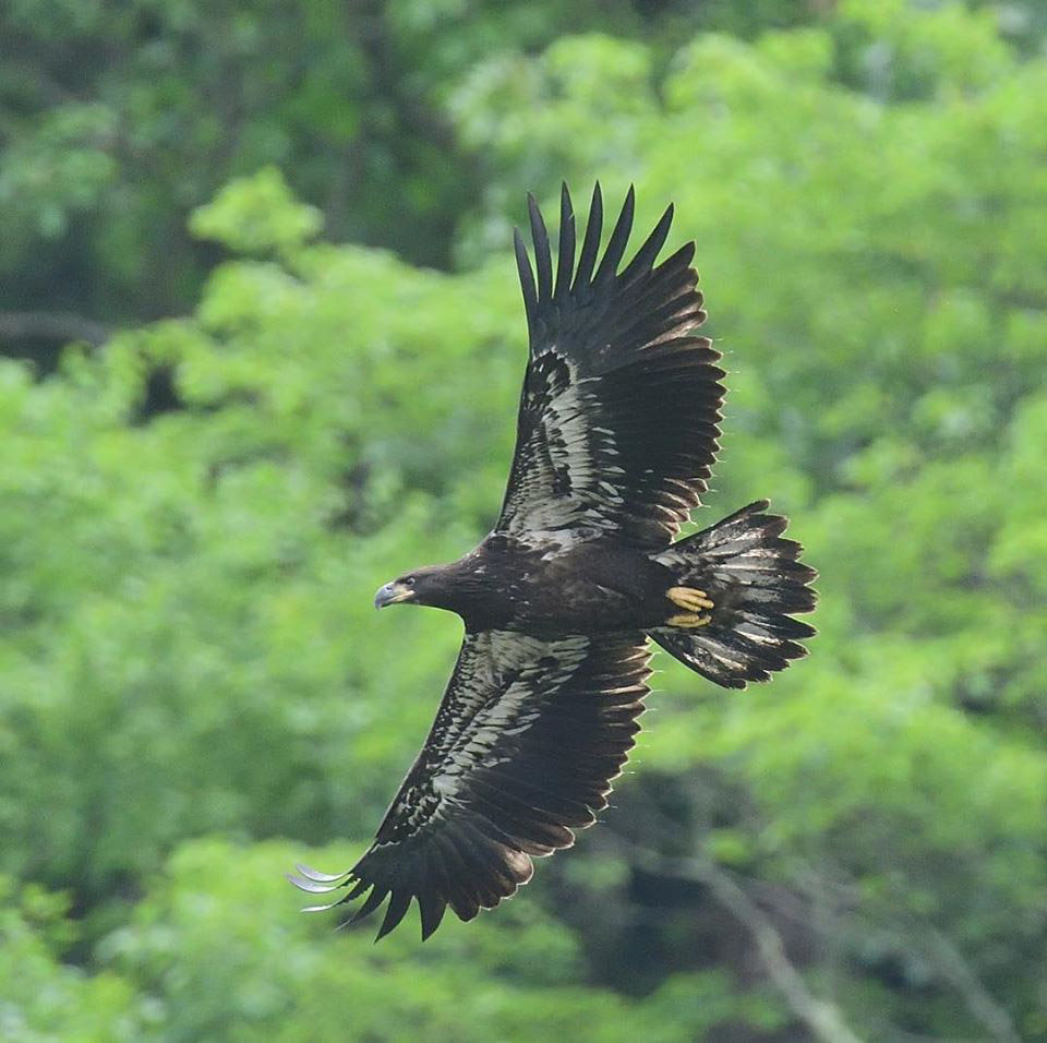 This fledgling eagle is one of many in the upper Delaware region right now. Though it is as large as an adult, it has a lot of things to learn with the couple of short months it will be accompanied by its parents. The parents will allow the young to steal food from them at first; stealing is a valuable skill for a young eagle.